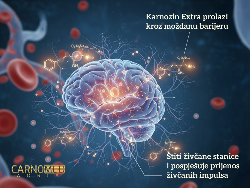 karnozin-mozak Karnozin Extra prolazi moždanu barijeru.